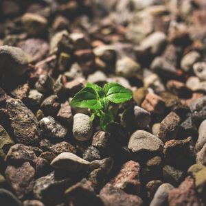 Growing success